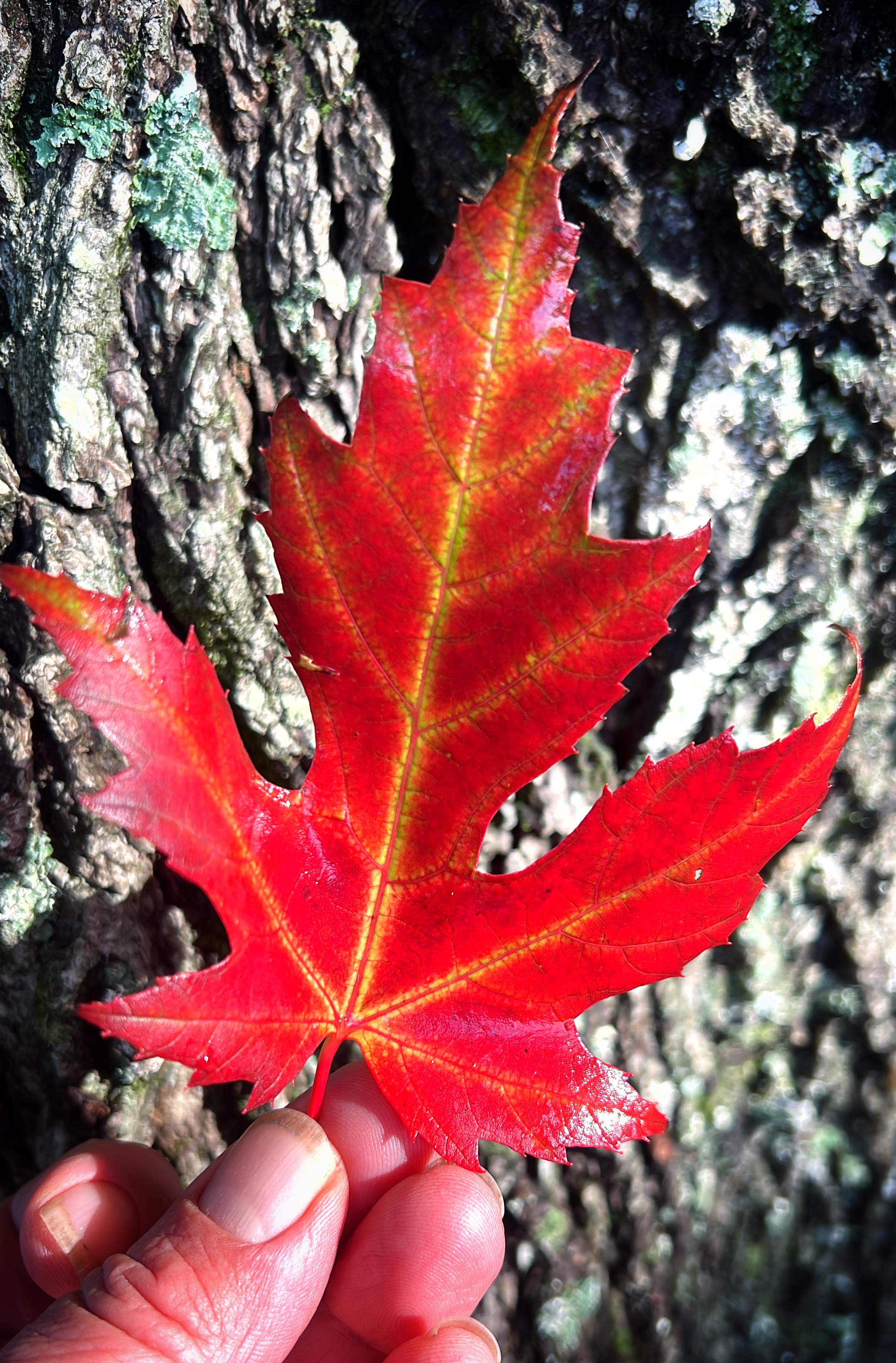 Red maple leaf against tree bark — connection with nature